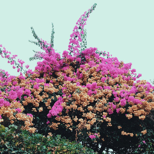 Jay Som: Turn Into