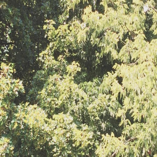 Sadness: Circle Of Veins - COMPACT DISCS