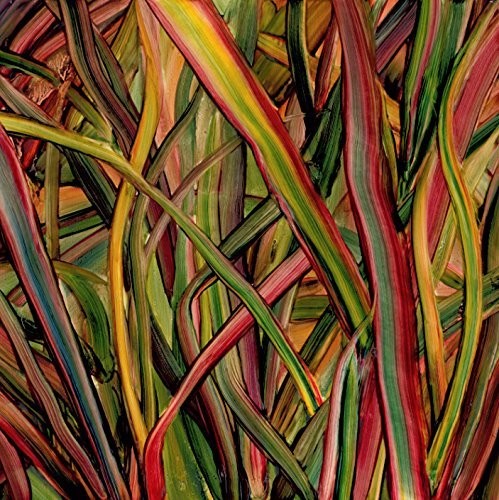 Gengahr: Where Wildness Grows