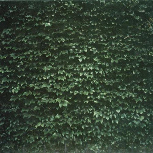 Tarentel: The Order Of Things - COMPACT DISCS