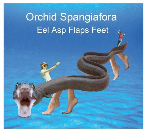 Orchid Spangiafora: Eel Asp Flaps Feet