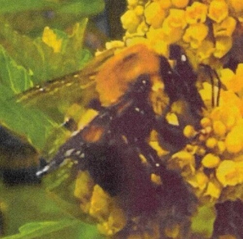 Broncho: Natural Pleasure