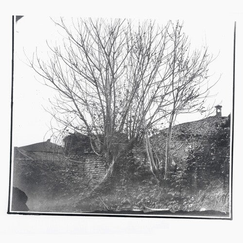 Amini, Siavash: Caligo - COMPACT DISCS