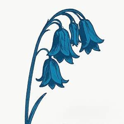 The Bluebells: This Is The Bluebells - COMPACT DISCS