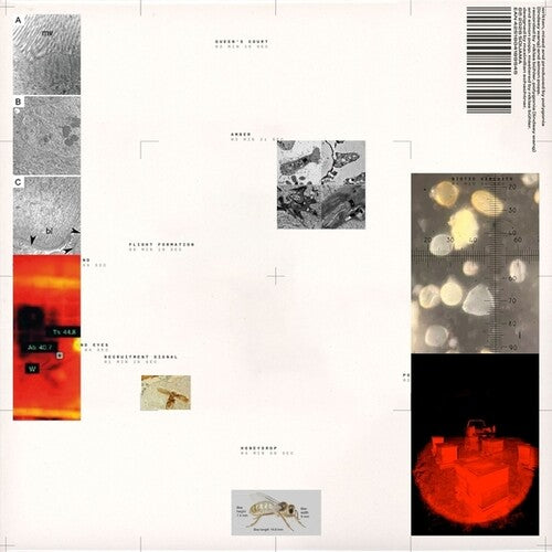 Popp Polygonia: Apiformes - VINYL LP