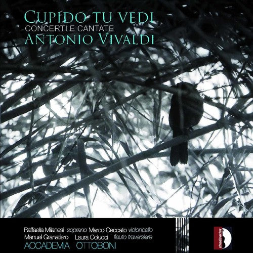 Vivaldi / Milanesi / Colucci / Granatiero / Ceccat: Cupido Tu Vedi