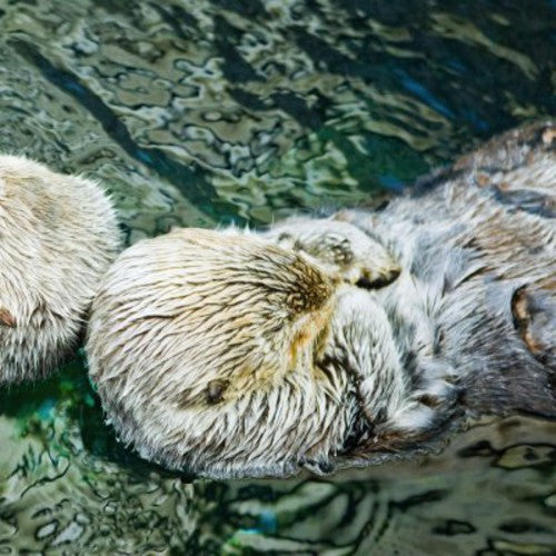 Twerk: Otter